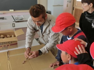 ＰＴＡ役員の皆さんの協力で，学校畑にジャガイモを蒔くことになりました