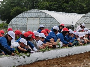 satsumaimoue290614-1