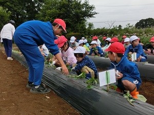 satsumaimoue290614-2