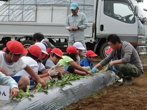 satsumaimoue290614-3