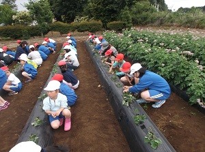 satsumaimoue290614-4