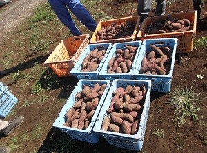 29imohori04