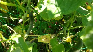 HORIZON_0001_BURST20210722104225199_COVER