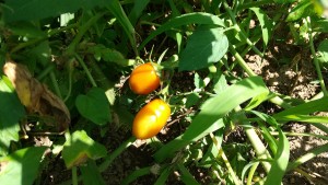 IMG_0002_BURST00120210722103502