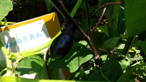 IMG_0002_BURST00120210722105110