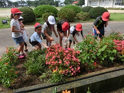 花で色水つくり O 鉾田市立 旭南小学校