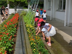 花で色水つくり O 鉾田市立 旭南小学校