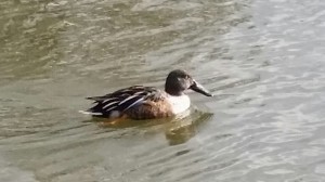 s-2016-11-12 20_02_05